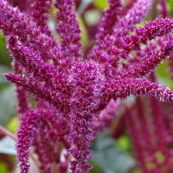 Amaranthus tricolor, a leafy amaranth type