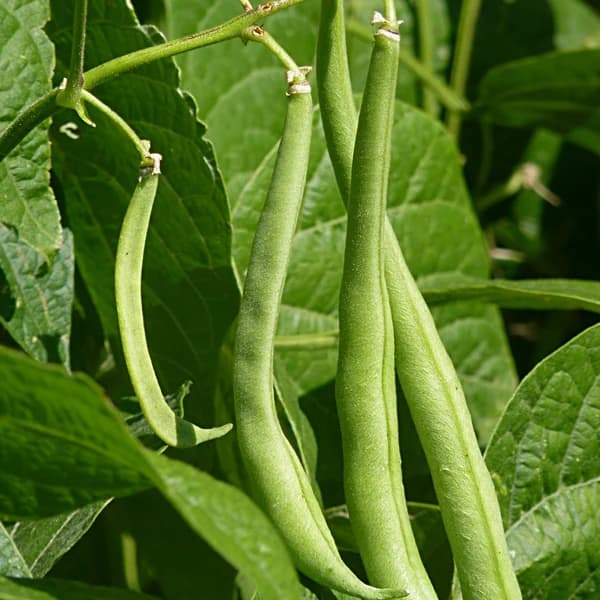 Common bean shown for crop identification