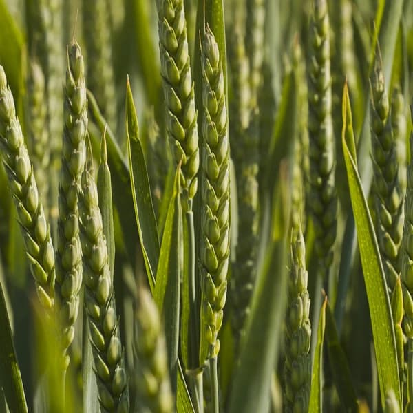 A mature bread wheat crop growing in a field