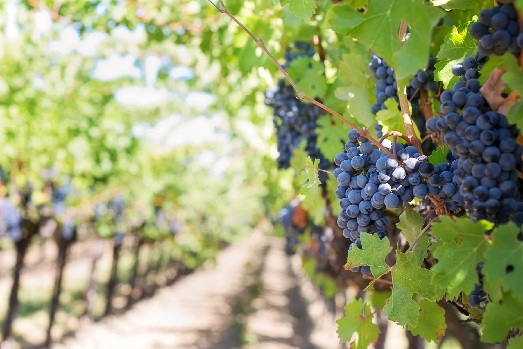 Close-up of dark grape clusters hanging among vine leaves