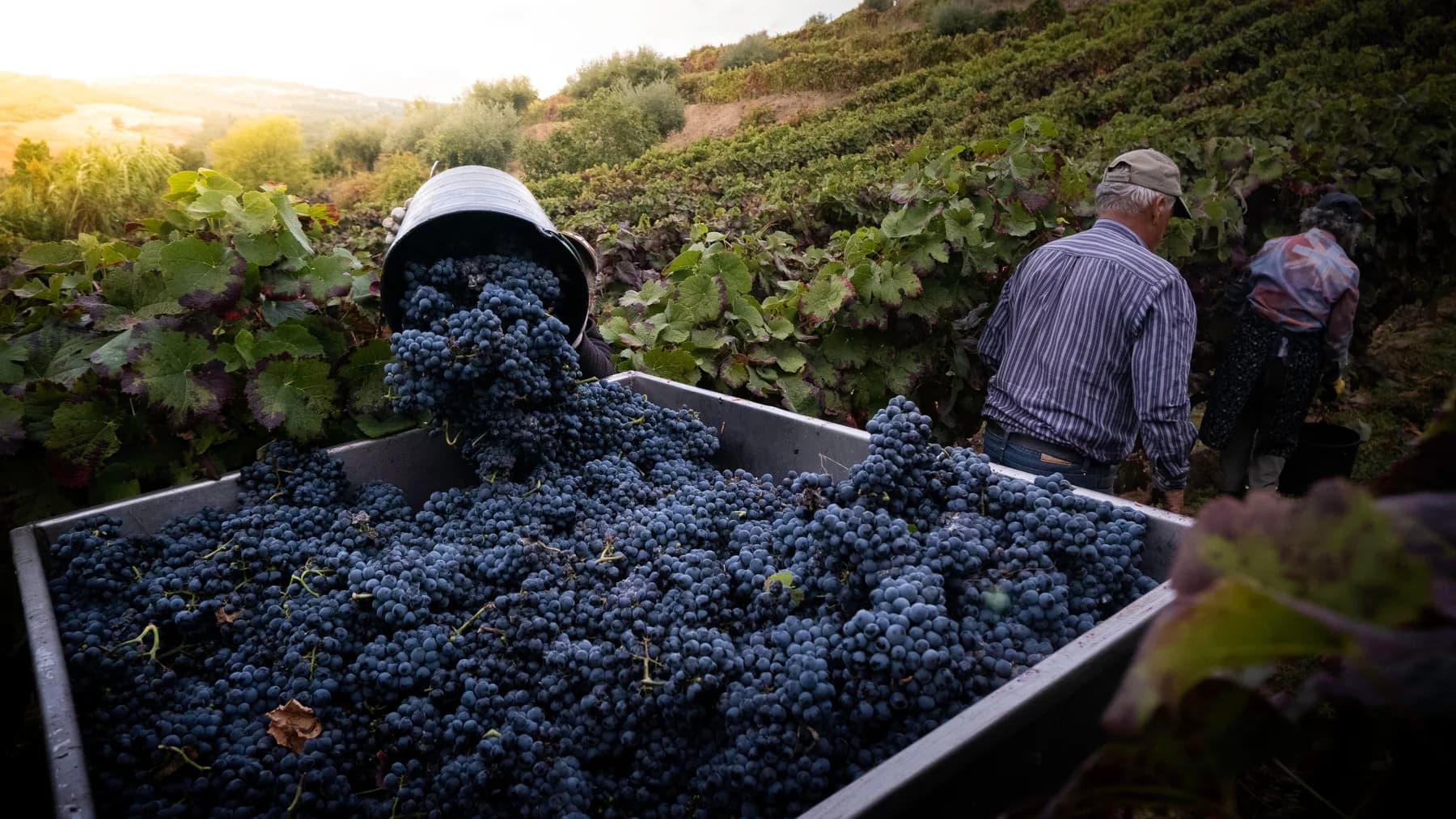 Harvest crew collecting grape clusters into a large container