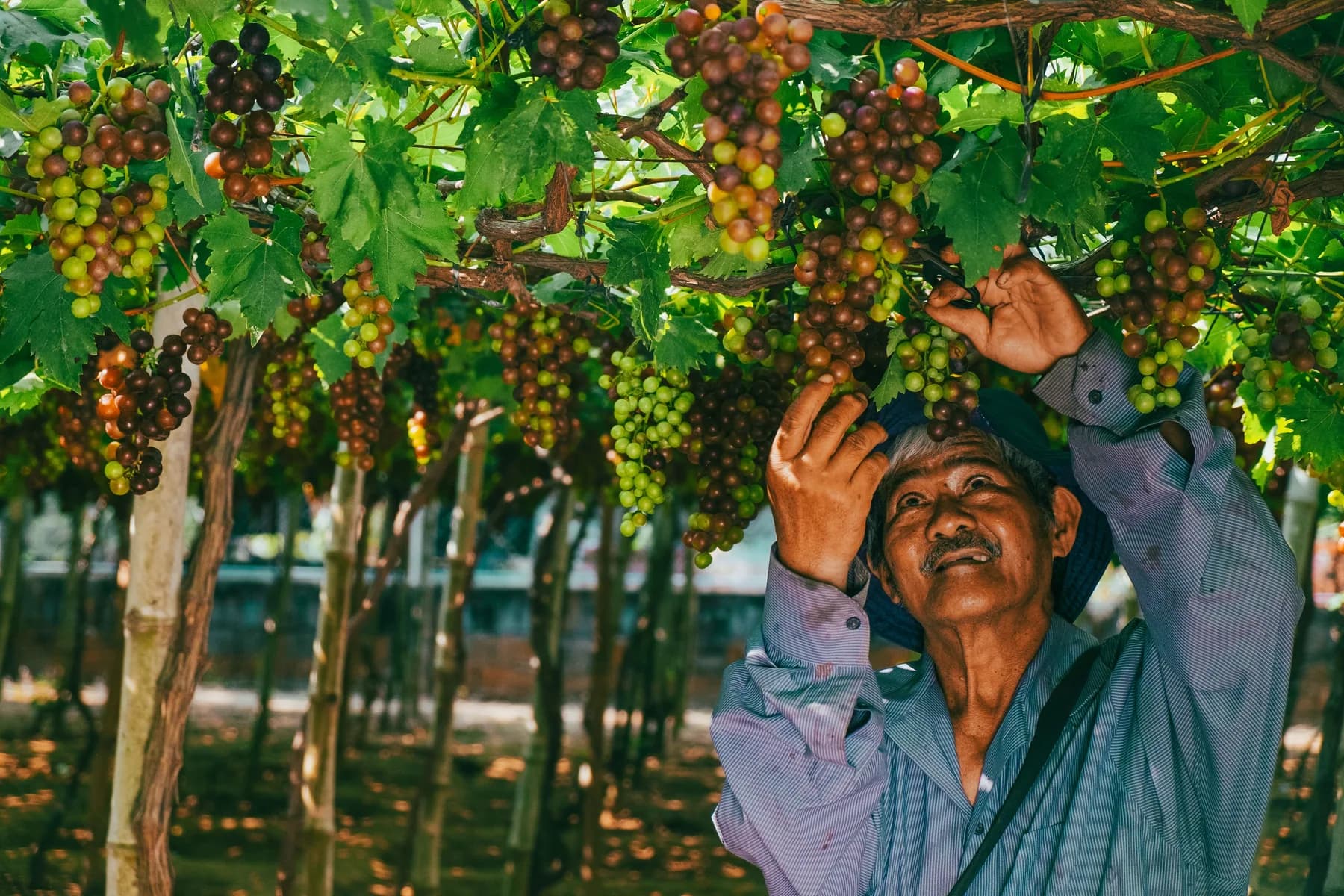 Vineyard worker reaching into a grape canopy to select and pick clusters