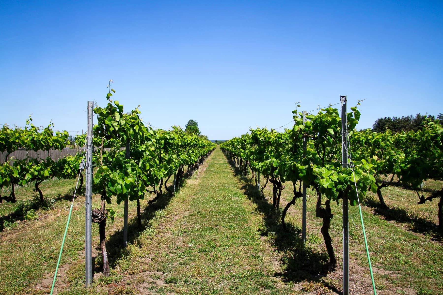 Rows of trellised grapevines in a vineyard
