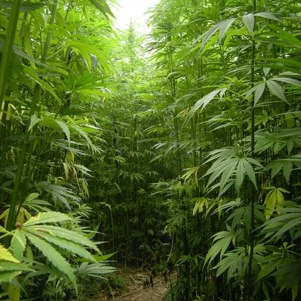Industrial hemp shown for crop identification