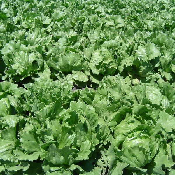 Lettuce shown for crop identification