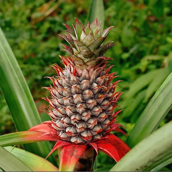 Pineapple shown for crop identification