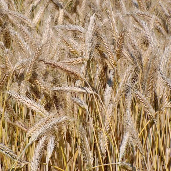 Triticale shown for crop identification