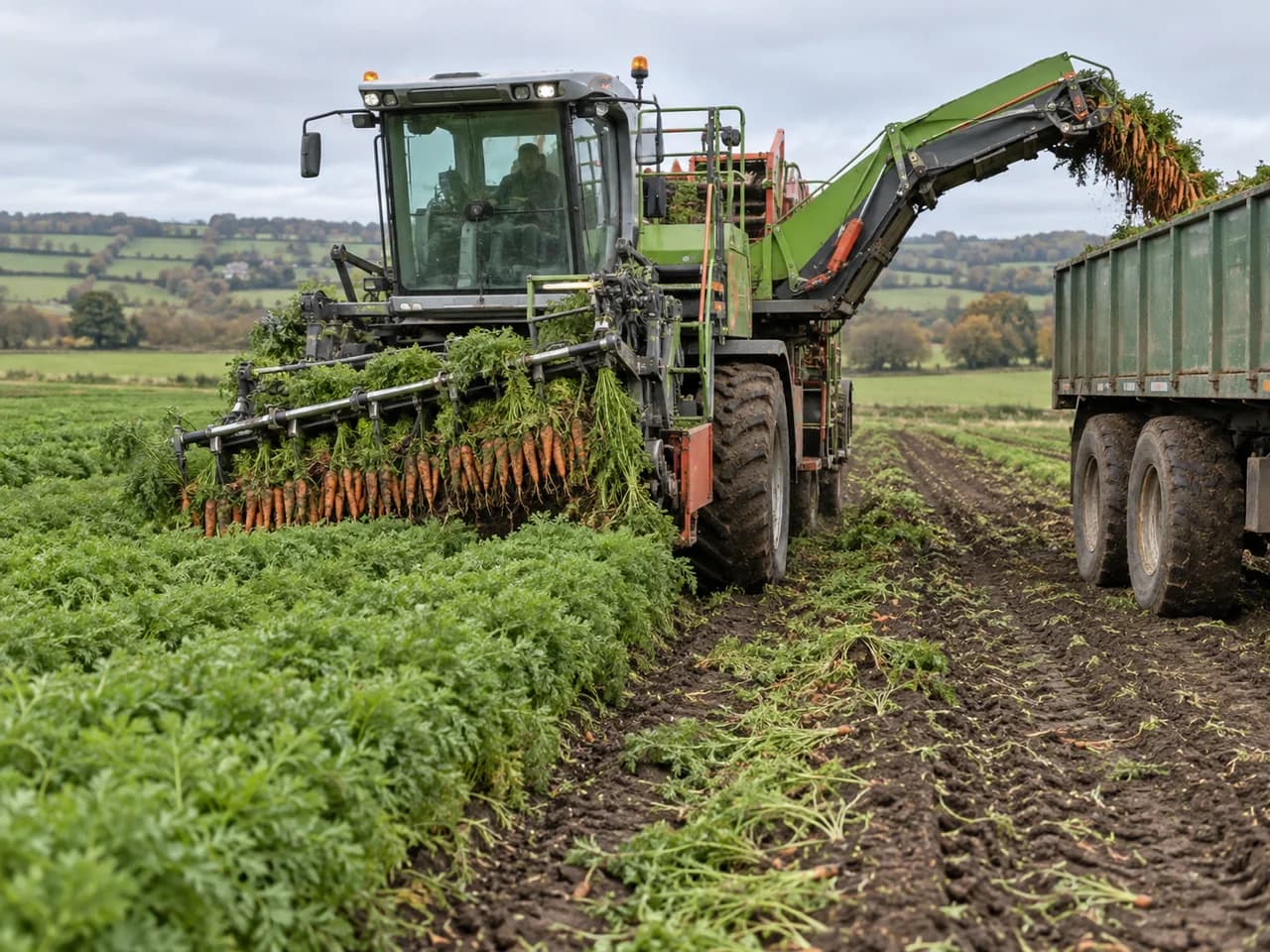 Illustration of a carrot harvester lifting roots and moving them toward a trailer.