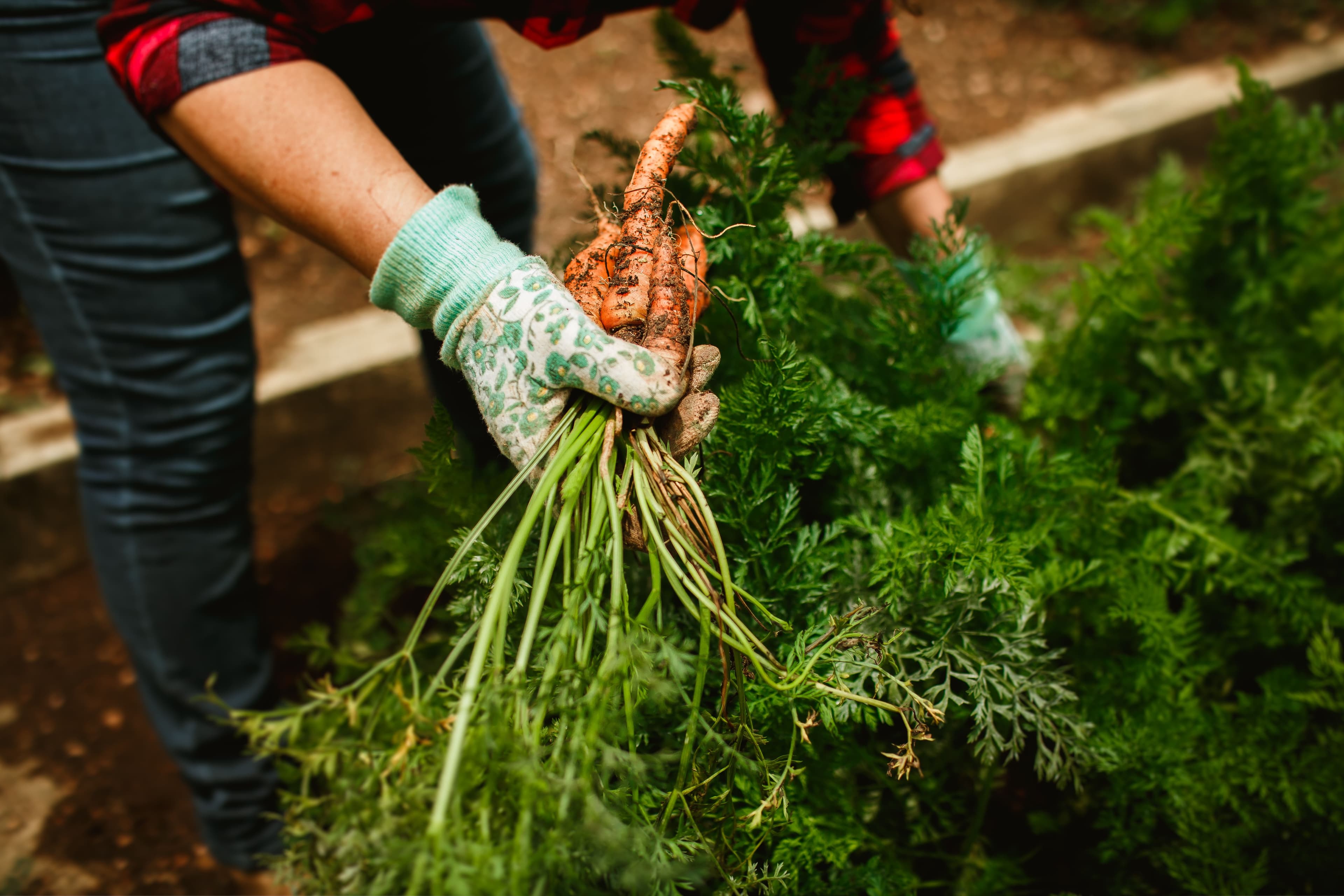 A grower holding freshly harvested carrots by their green tops