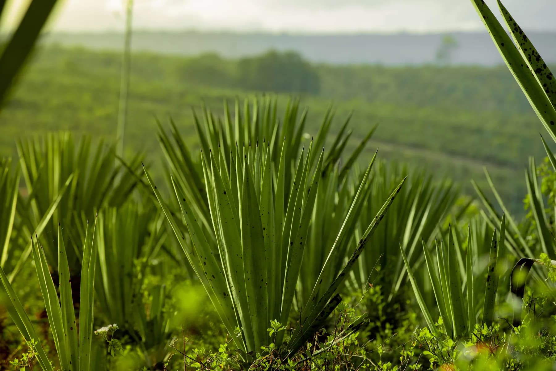 Green agave plants growing closely together in a cultivated field