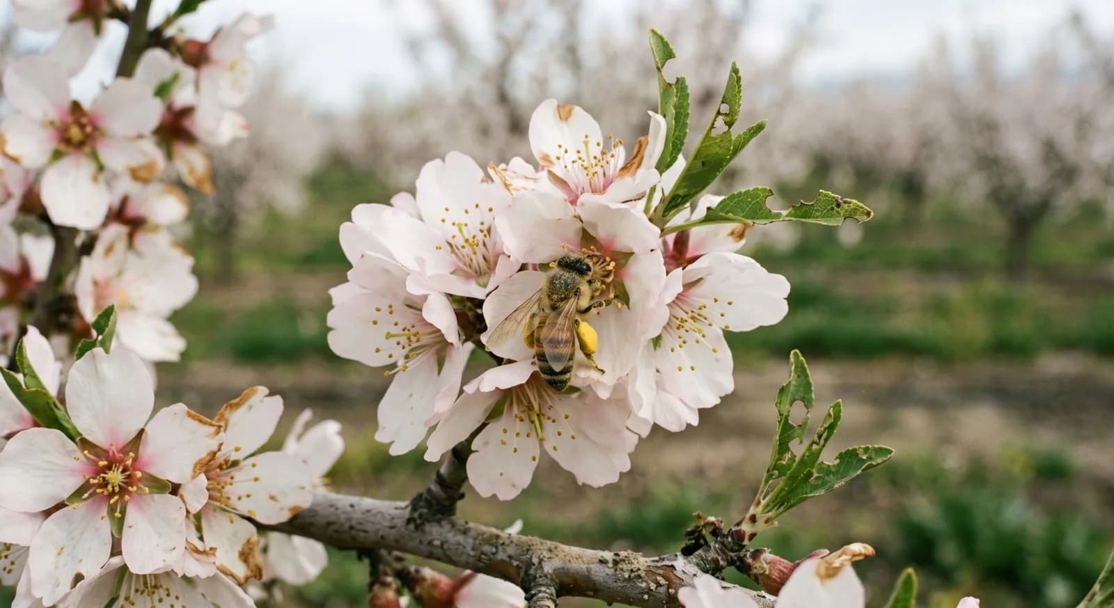 A honeybee carrying a pollen load on an almond blossom, with an orchard in bloom behind