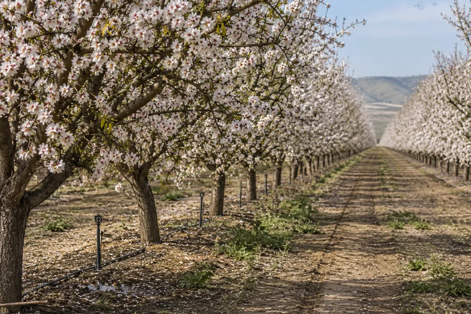 Rows of almond trees in full white blossom with micro-sprinkler risers along the tree row and a bare grass-edged driving lane