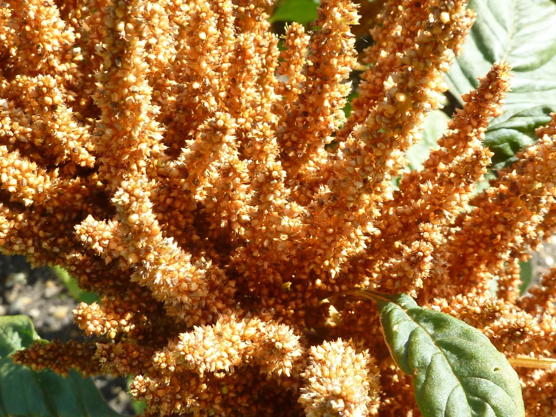 Dense flower heads of Amaranthus hypochondriacus, a grain-amaranth species