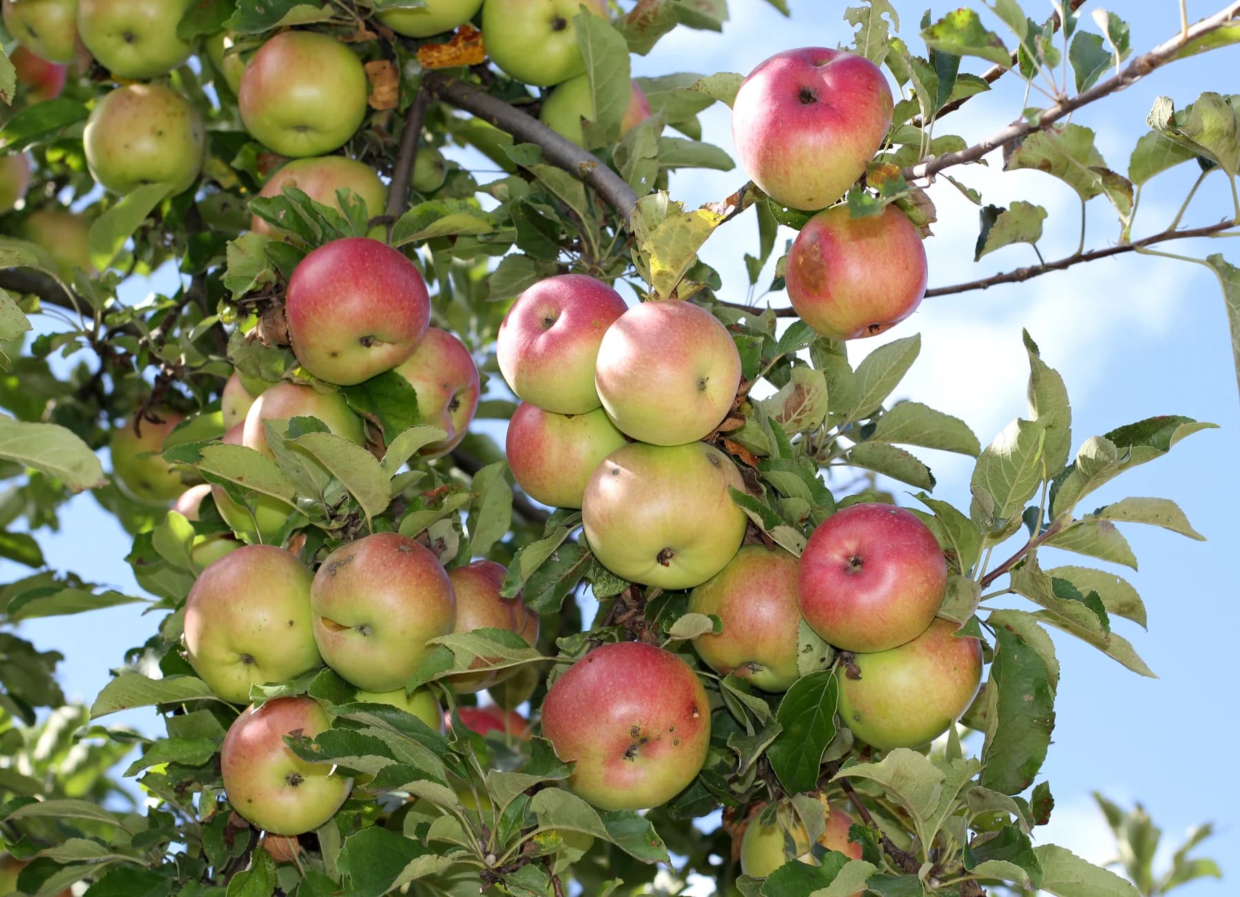 Red and green apples attached to branches among leaves