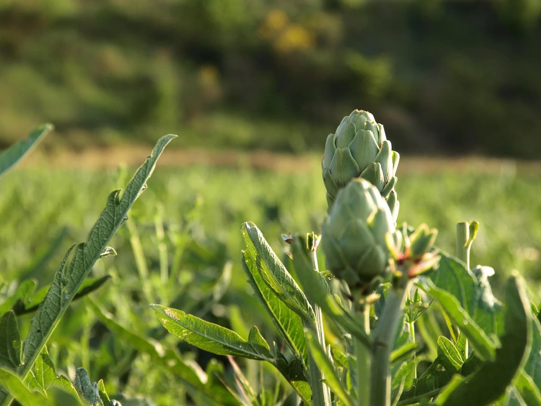 A mature globe artichoke bud growing on the plant