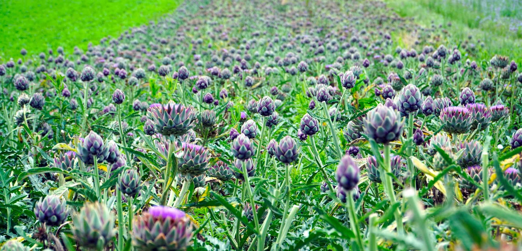 A field planted with rows of mature artichoke plants and flower buds