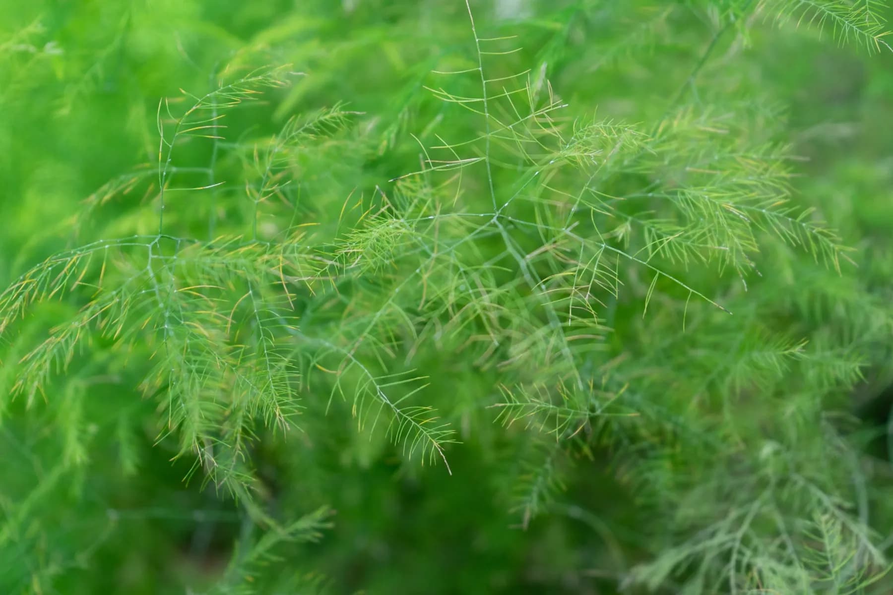 Fine feathery green asparagus fern foliage