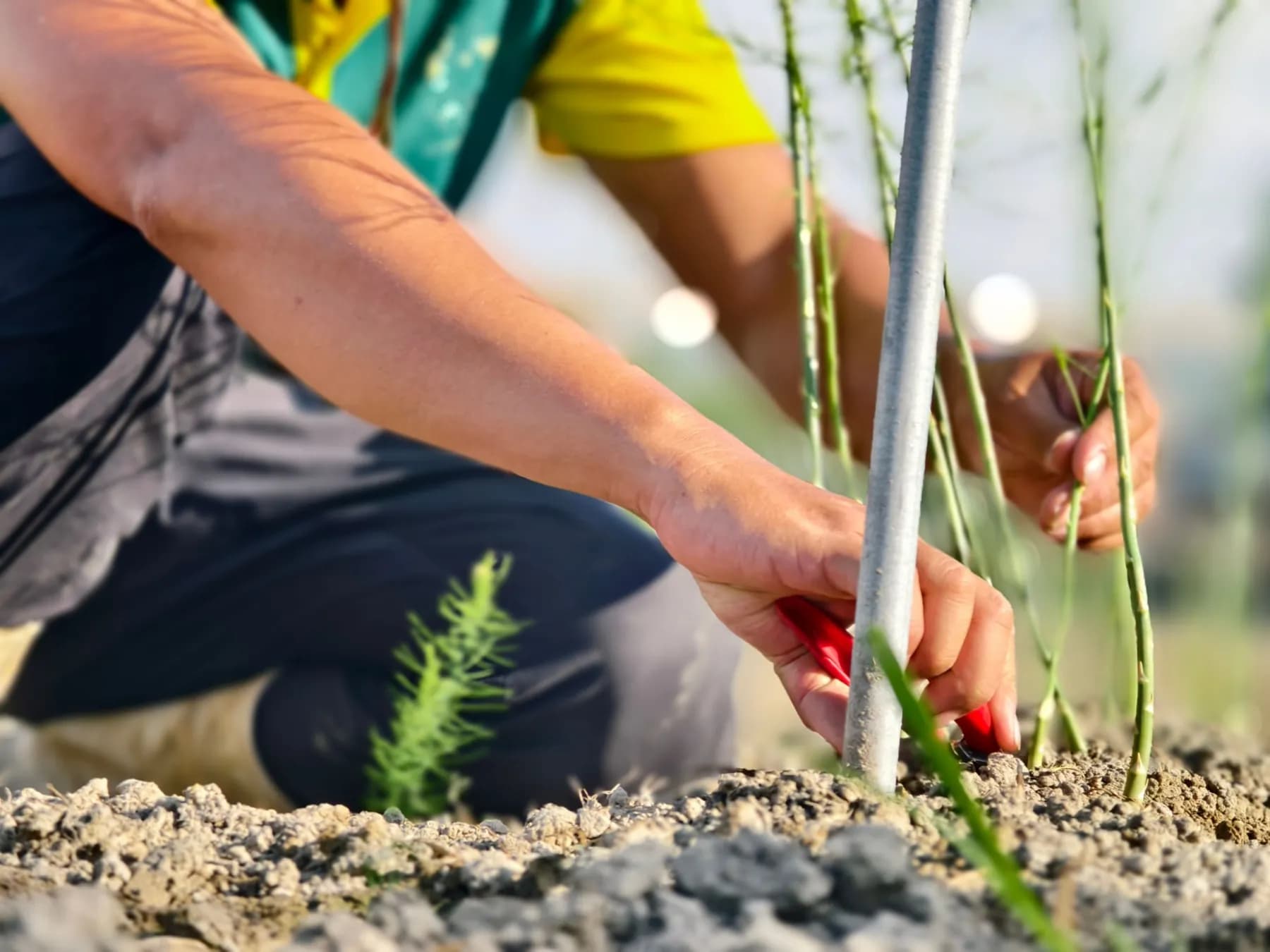 A grower crouching in an asparagus row cutting a green spear at ground level with a small red knife