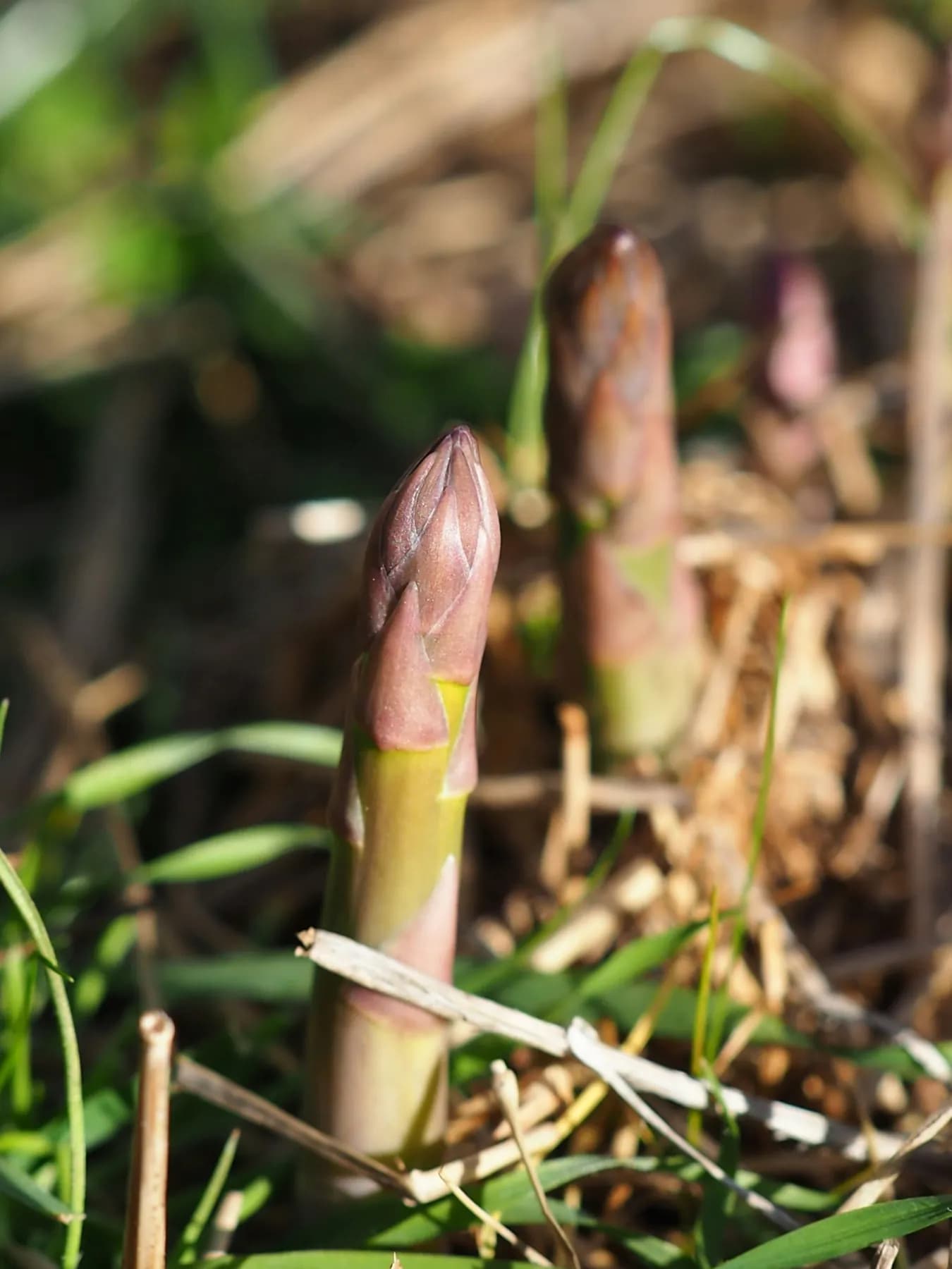 Two asparagus spears with purple-green tightly closed tips pushing up through dry mulch and grass