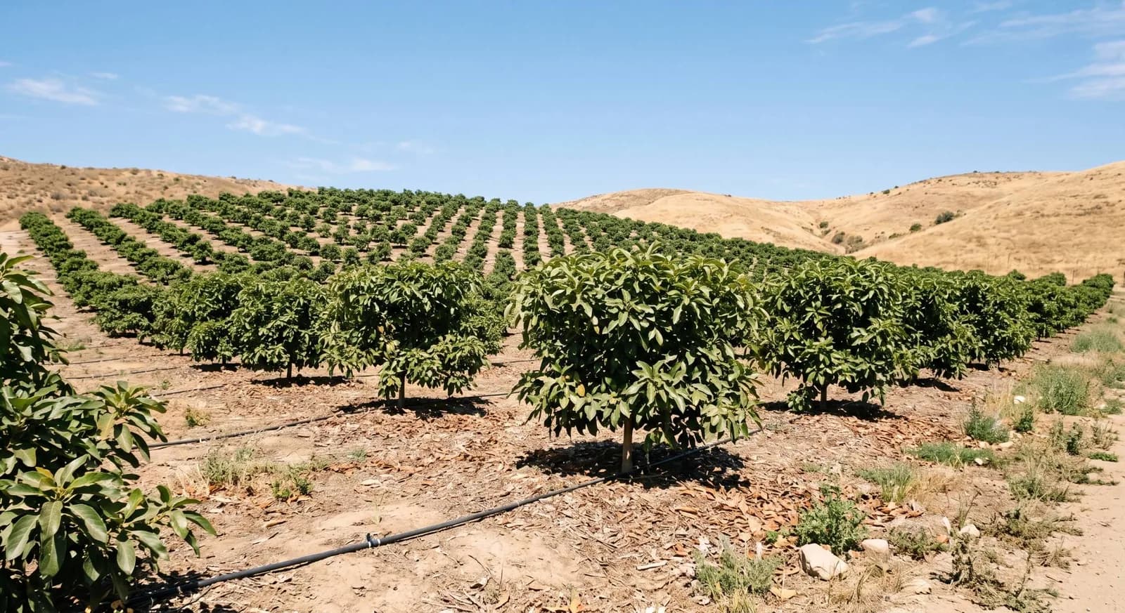 Rows of young high-density Hass avocado trees on a southern California hillside with drip lines on mulched ground and dry golden hills behind