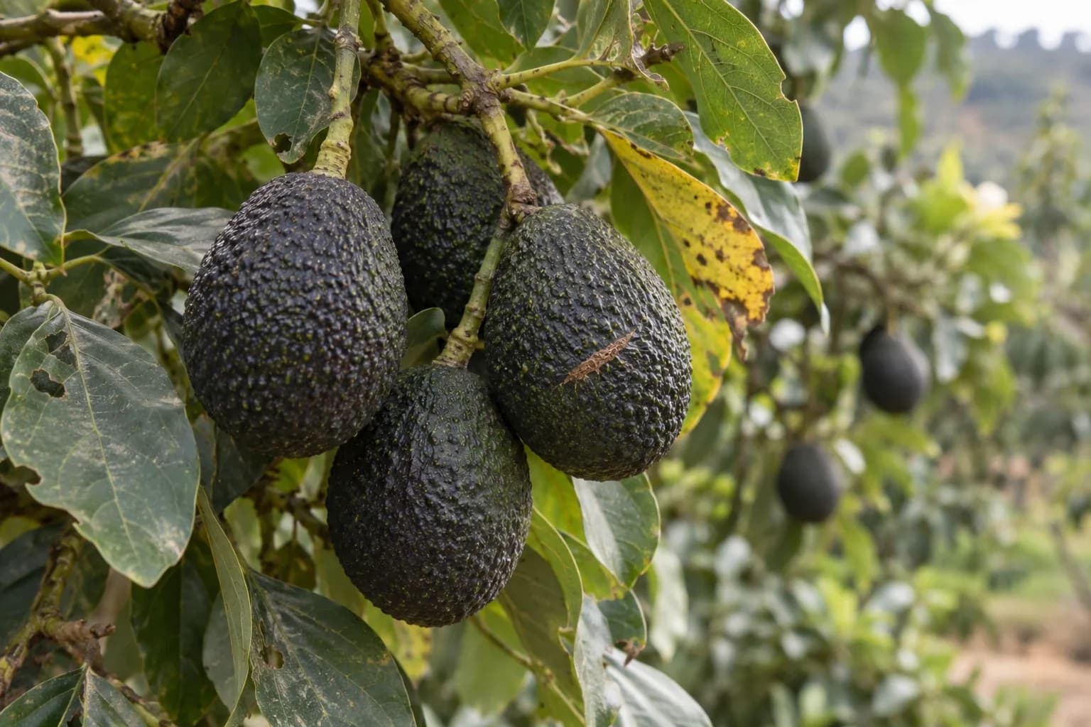 A cluster of dark, pebbled Hass avocados hanging on a leafy branch