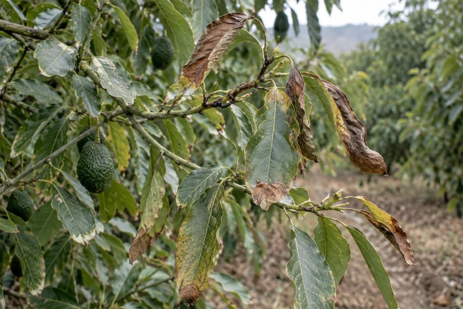 Avocado branch with leaf tips and margins browned and curled, with Hass fruit and an orchard row behind