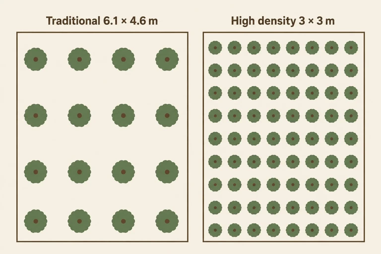Plan-view diagram comparing a traditional 6.1 by 4.6 metre avocado spacing with a tight 3 by 3 metre high-density spacing