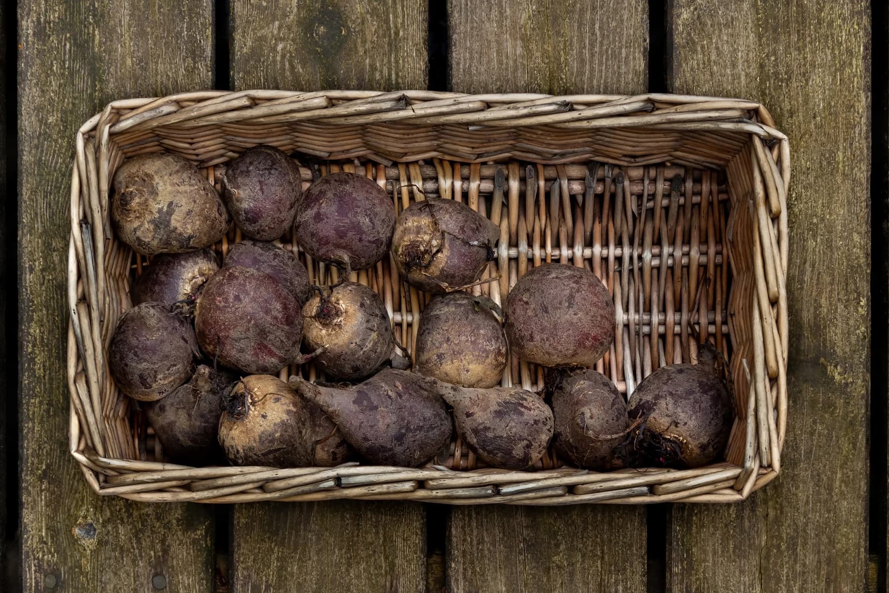Newly harvested beetroot roots with soil on their skins in a wicker basket