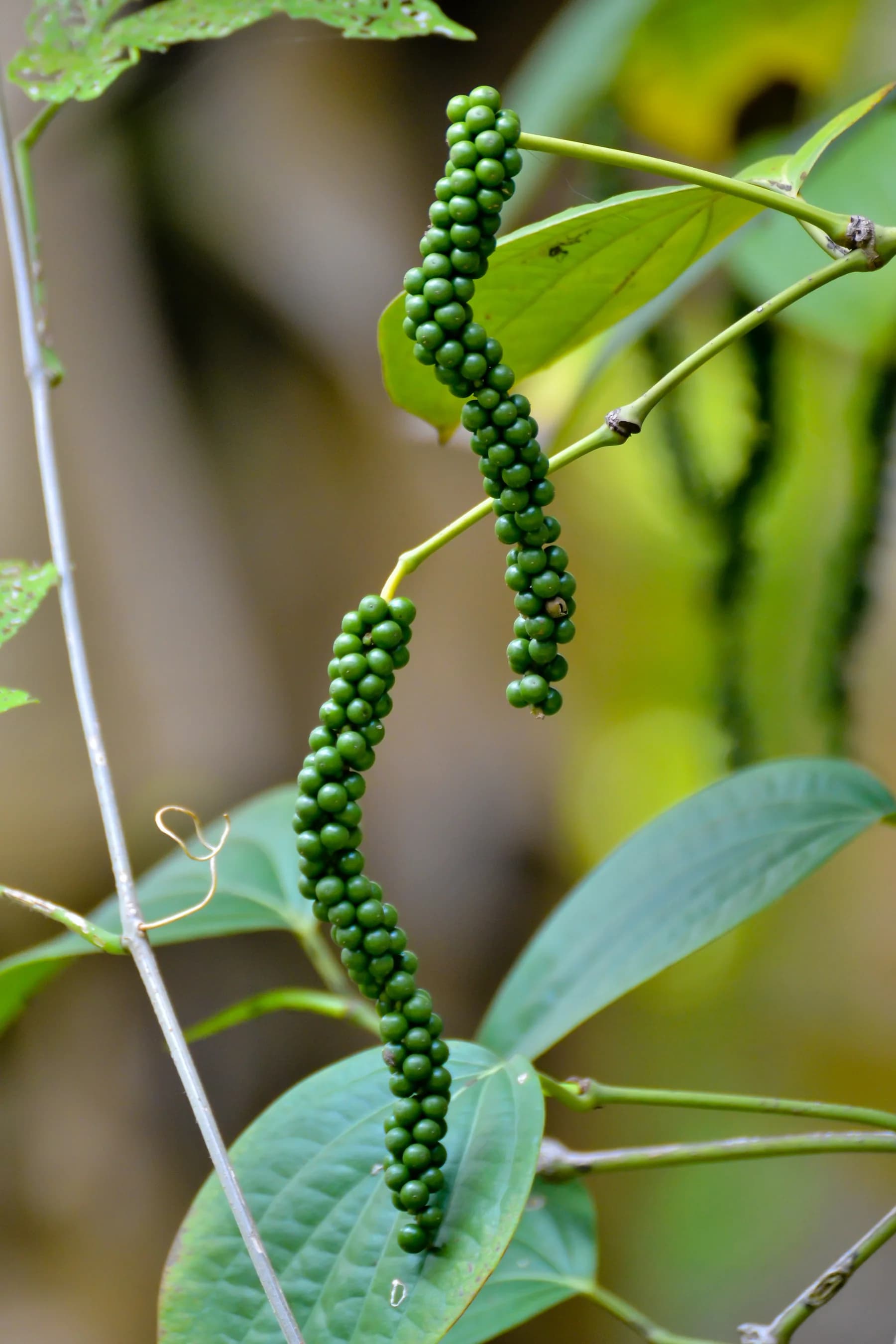Unripe Piper nigrum fruit spikes growing on a vine