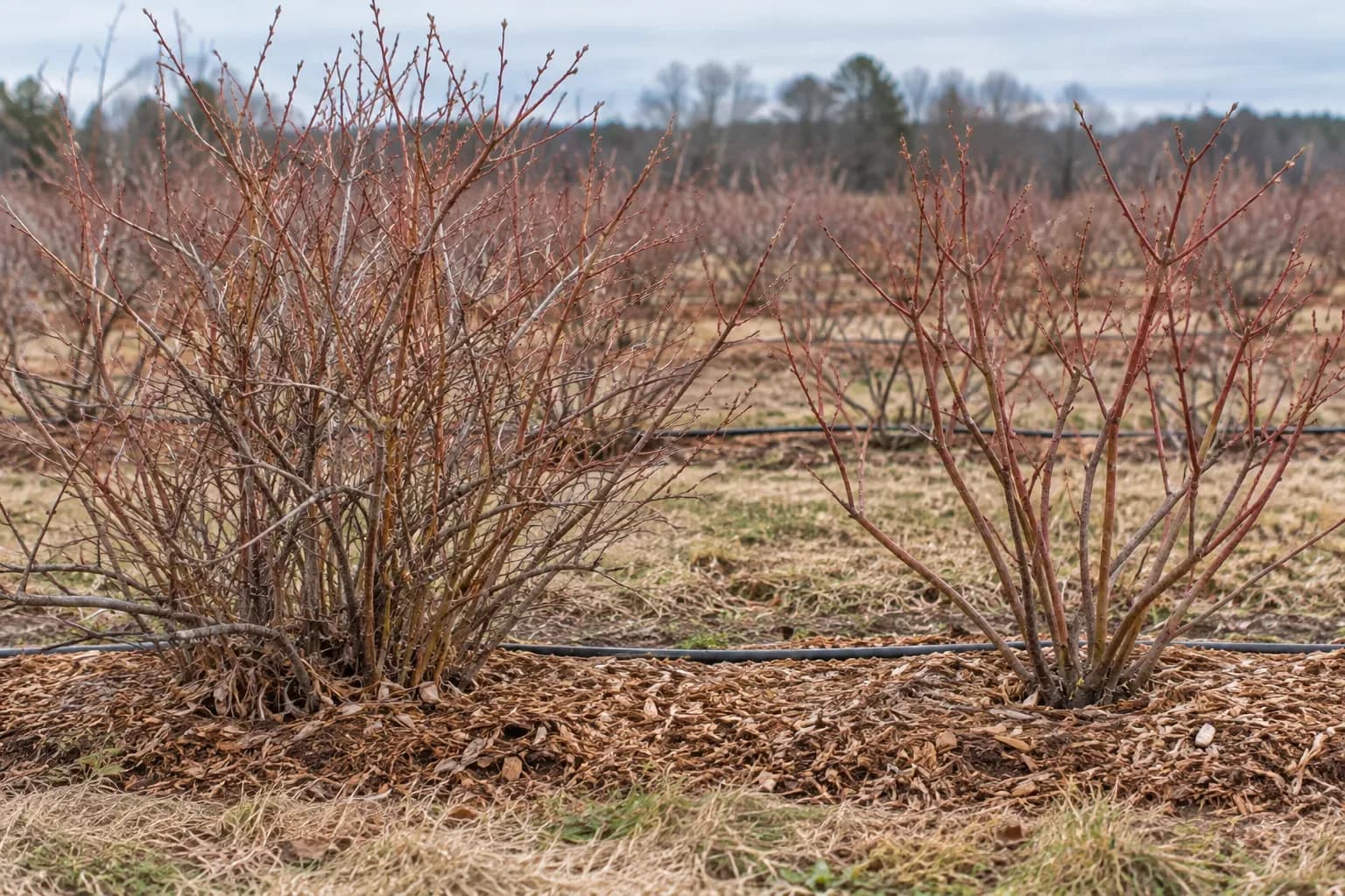Two leafless blueberry bushes in winter: an unpruned crowded bush on the left and a pruned bush with fewer open canes on the right