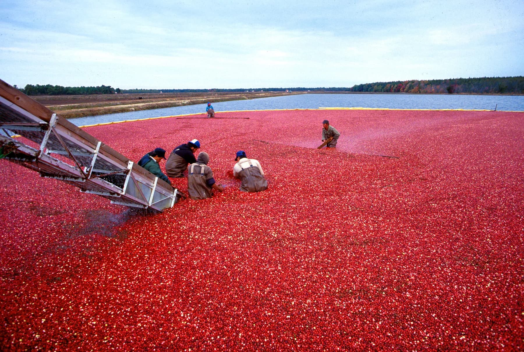 Workers collecting floating cranberries during a wet harvest in New Jersey