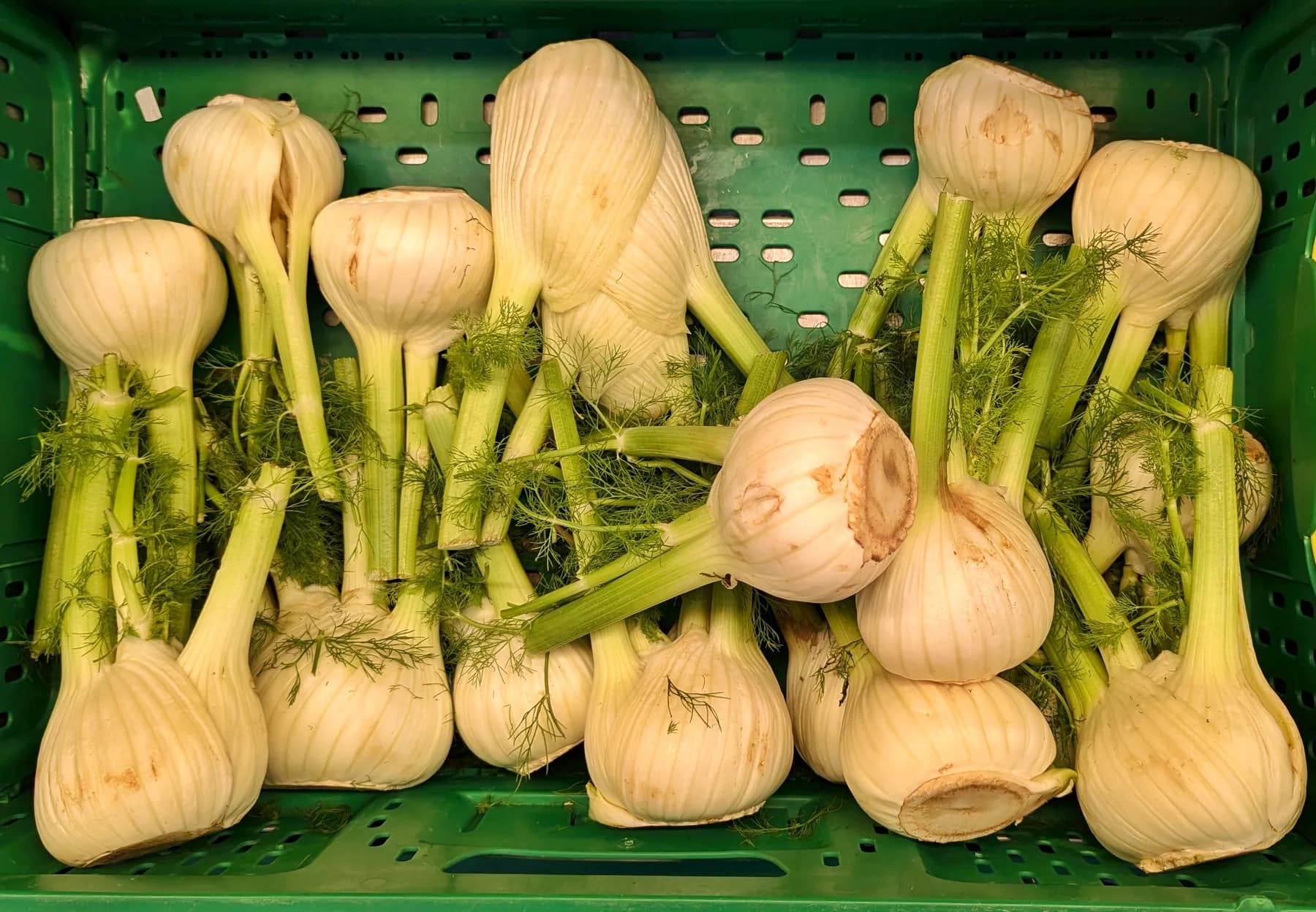 Harvested Florence fennel bulbs with trimmed stalks in a produce crate