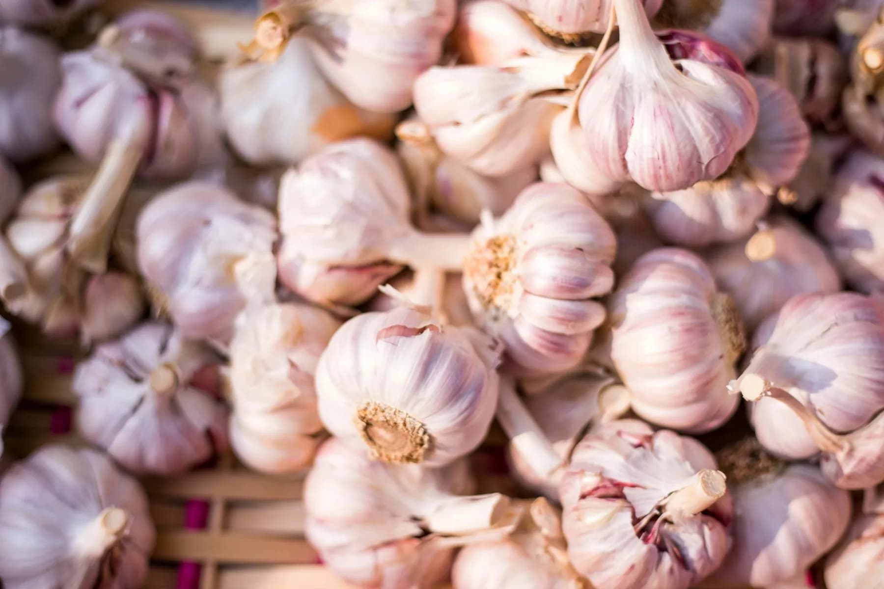 A pile of dried garlic bulbs with papery pink and white wrappers and trimmed stems