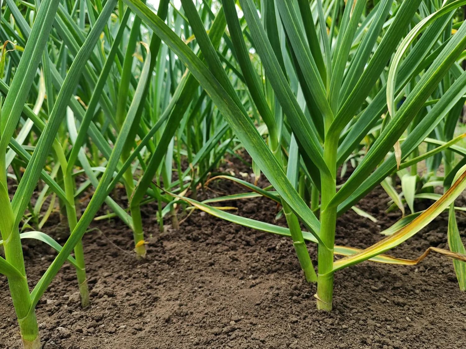 Garlic plants growing in a row in a field, with long flat green leaves rising from bare soil