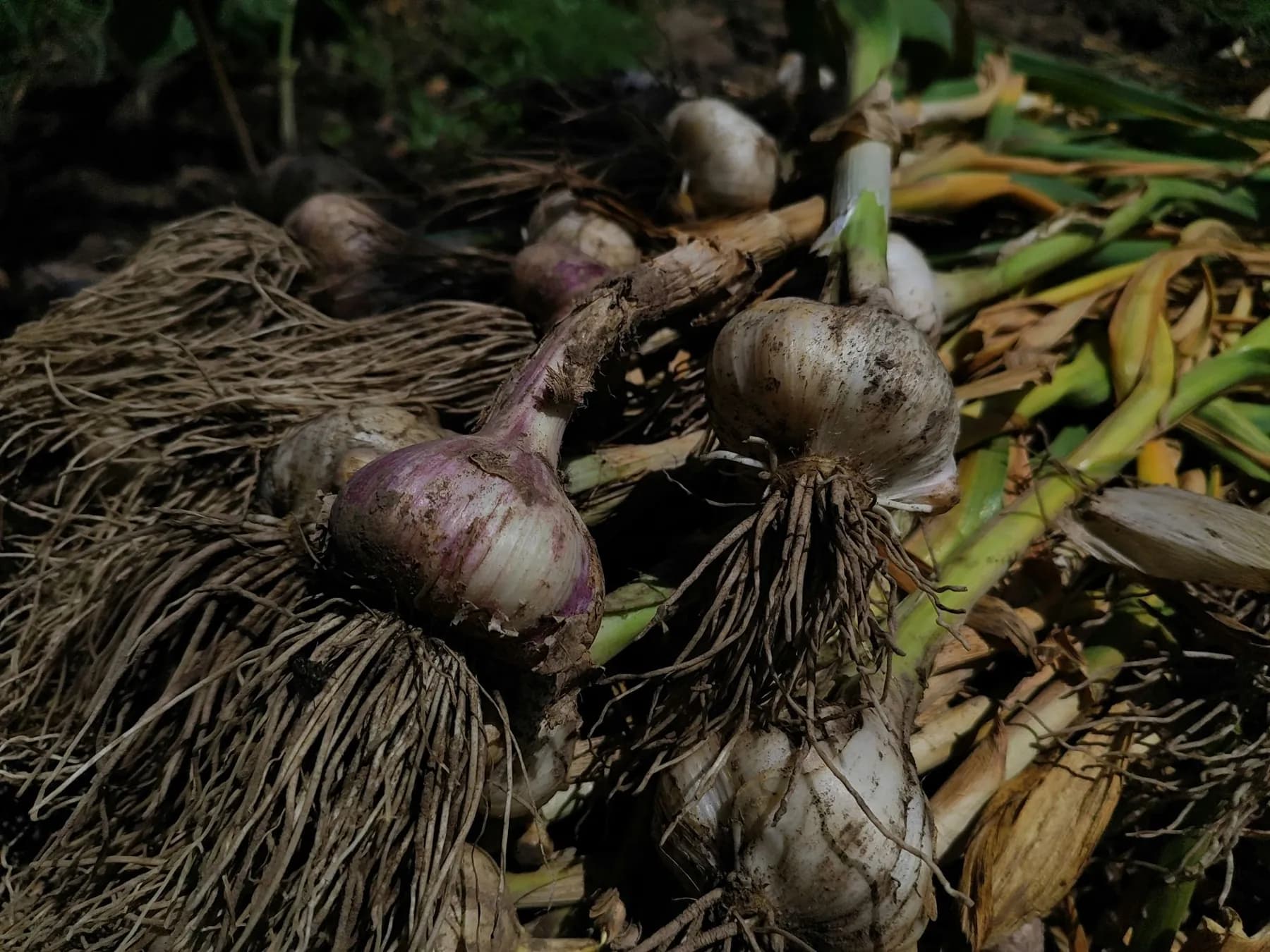 Freshly lifted garlic bulbs with roots and green tops lying on the soil