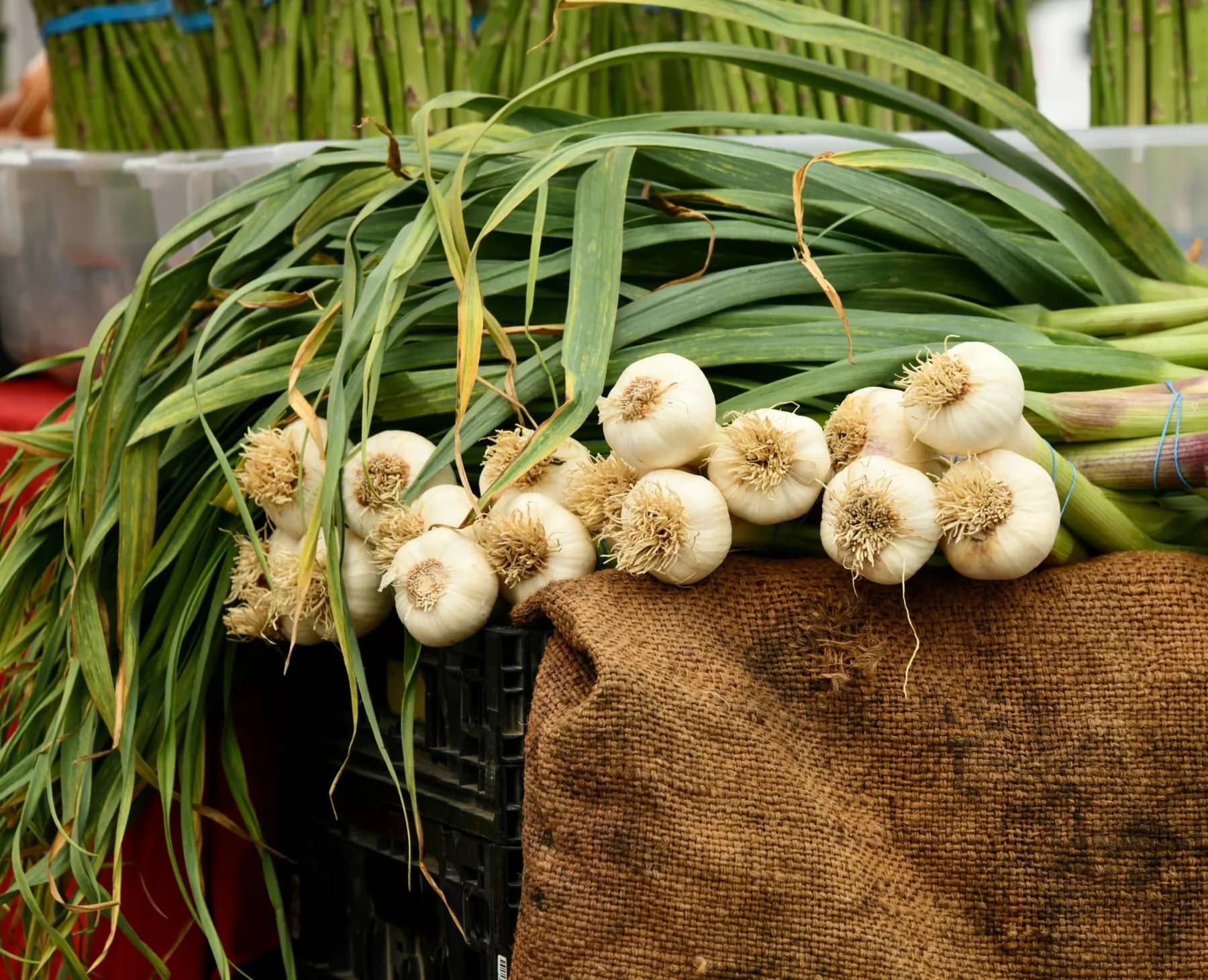 Bunches of fresh garlic with leaves attached on a market table, with bundles of asparagus behind