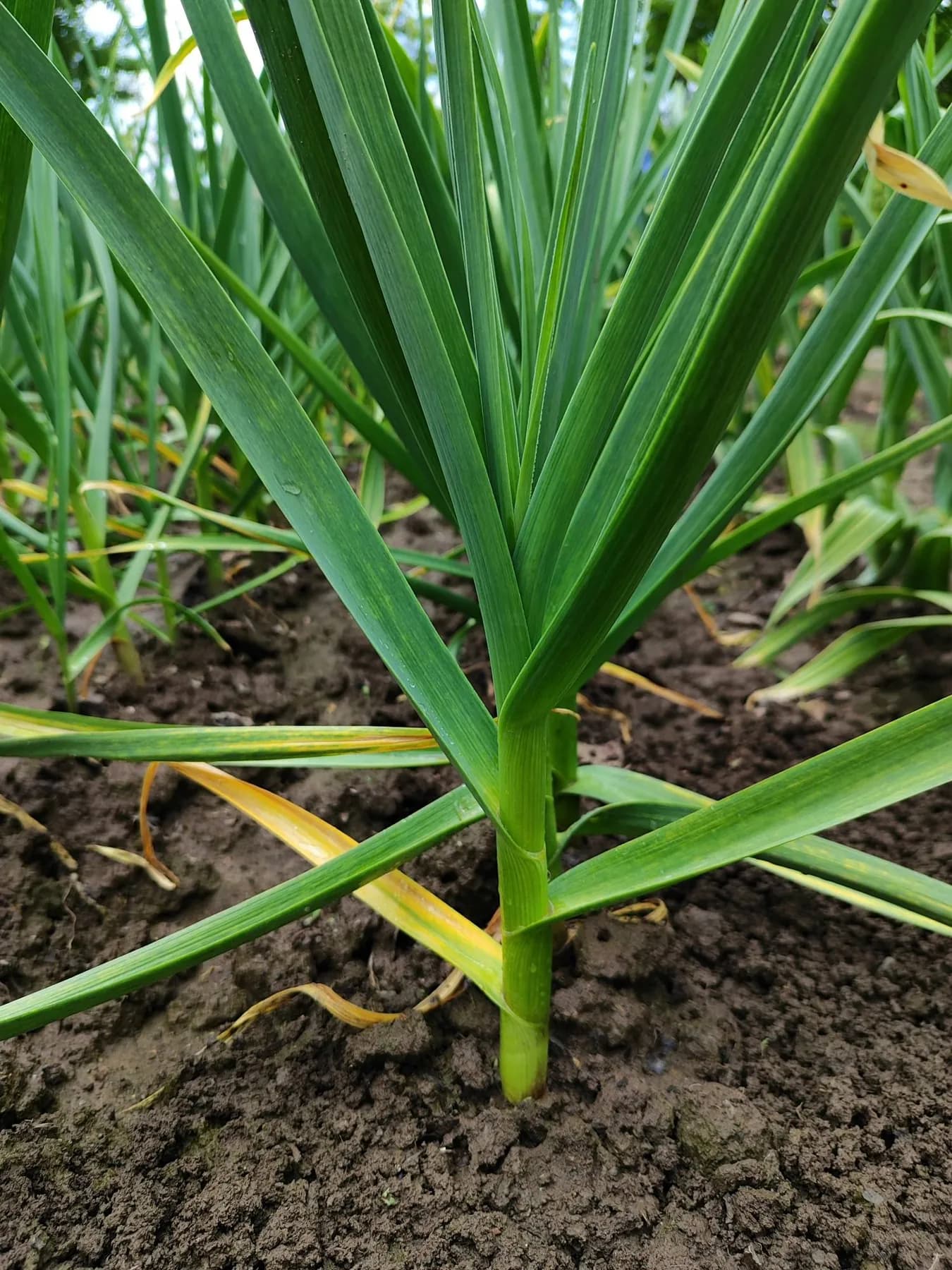 Close-up of a single garlic plant with its flat leaves and thick pseudostem at the soil surface