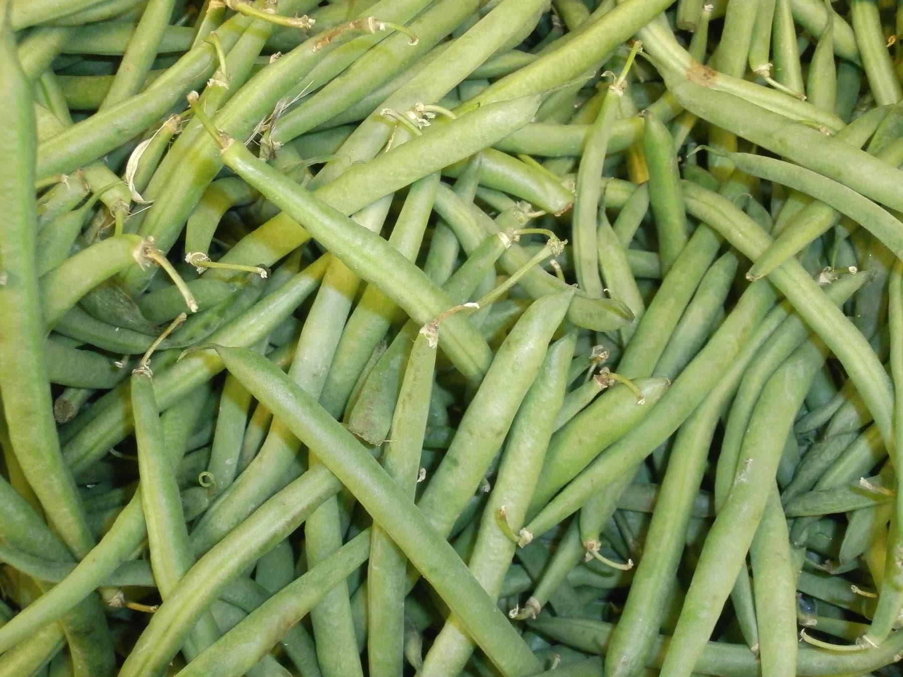 A close view of harvested green snap-bean pods