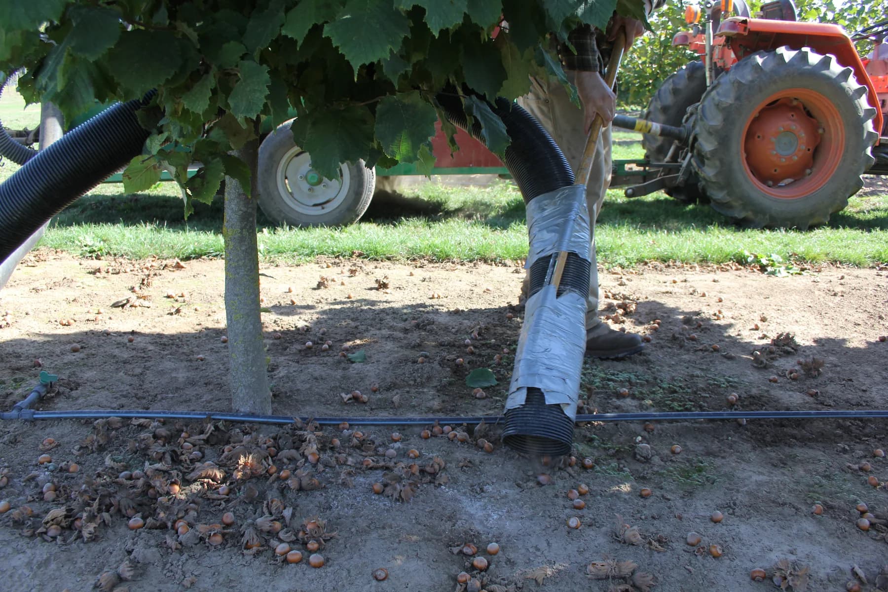 Hazelnuts being collected from the orchard floor using a suction hose at Oregon State University