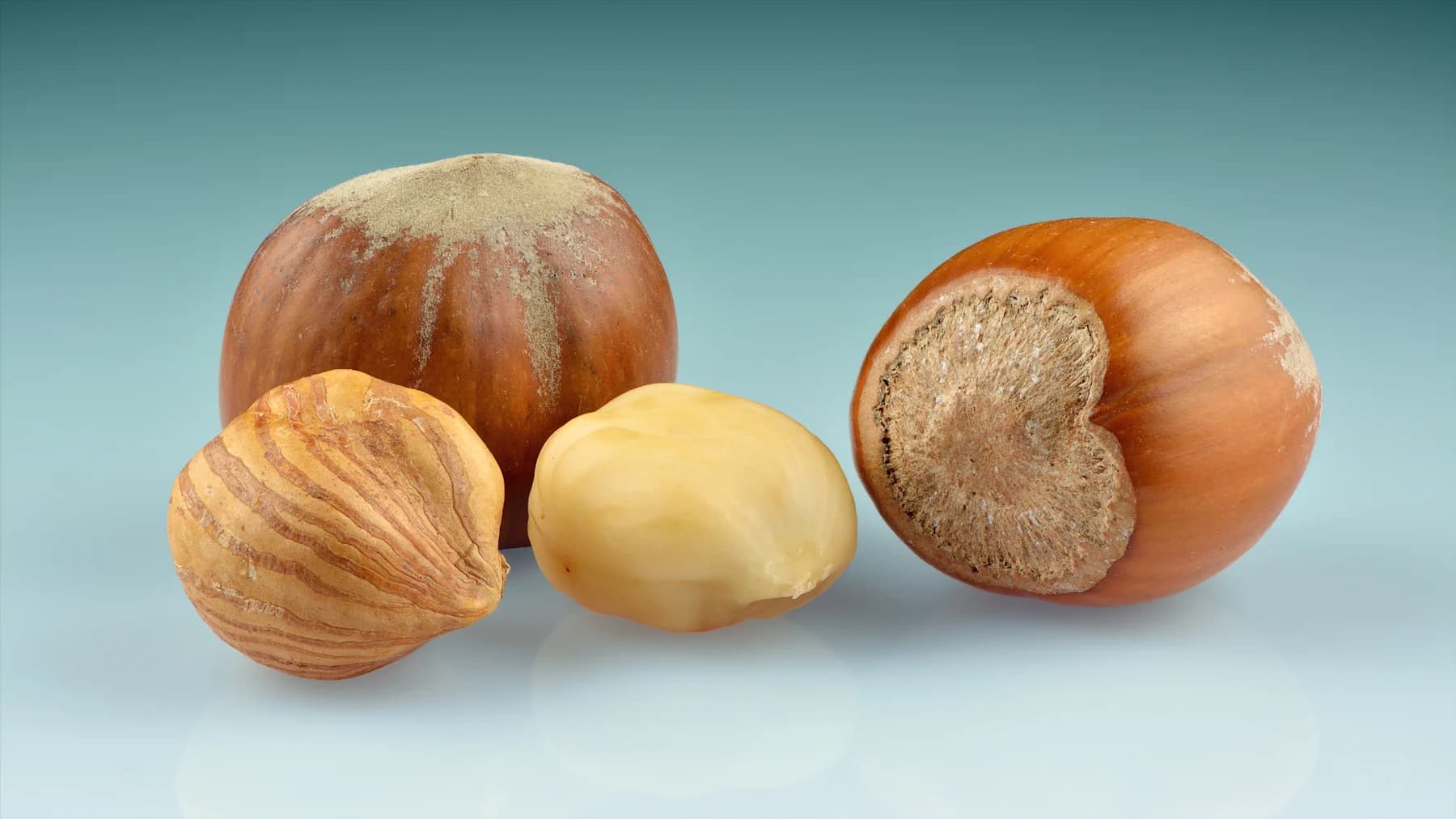 Two whole common hazelnuts with a kernel and a peeled kernel on a blue background