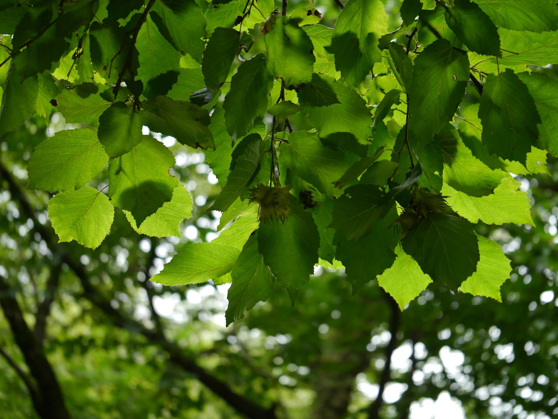 Leaves and developing nut clusters of Himalayan hazel, Corylus jacquemontii