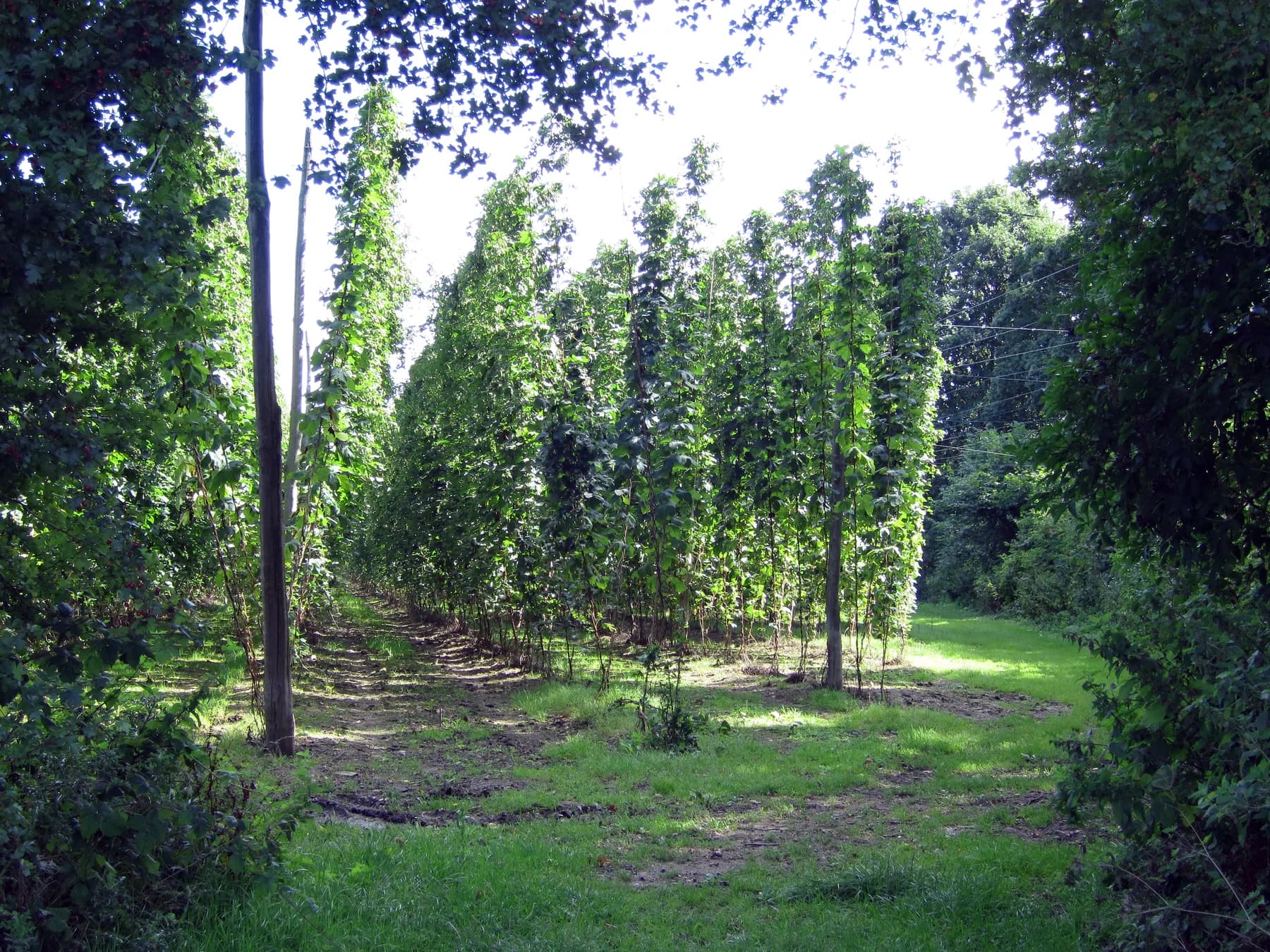 Hop vines growing up tall supports in a field in Kent, England