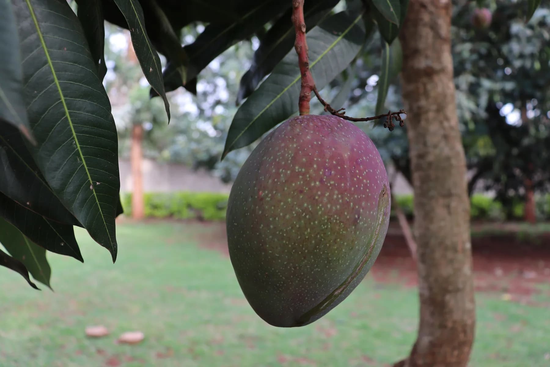 Mango fruit attached to a tree in Nairobi, Kenya