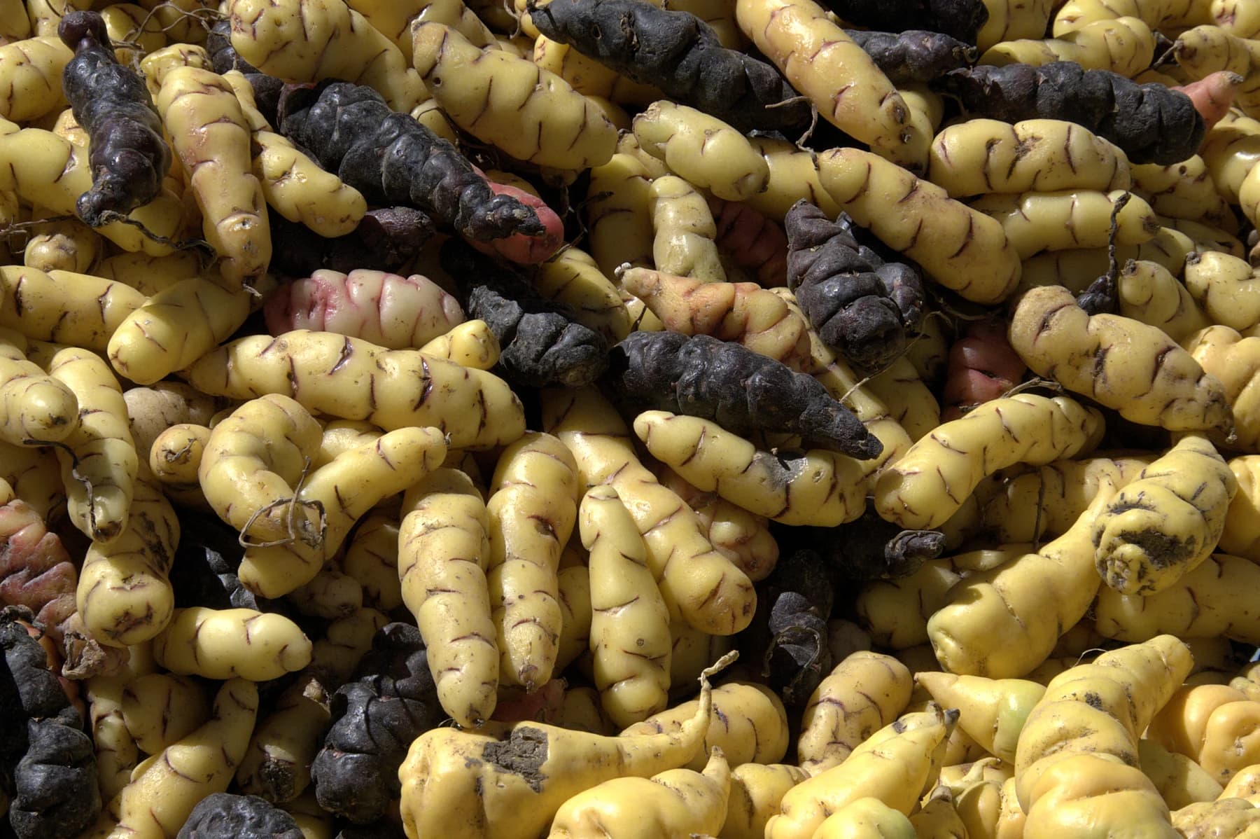 Yellow, pink and dark-colored harvested oca tubers