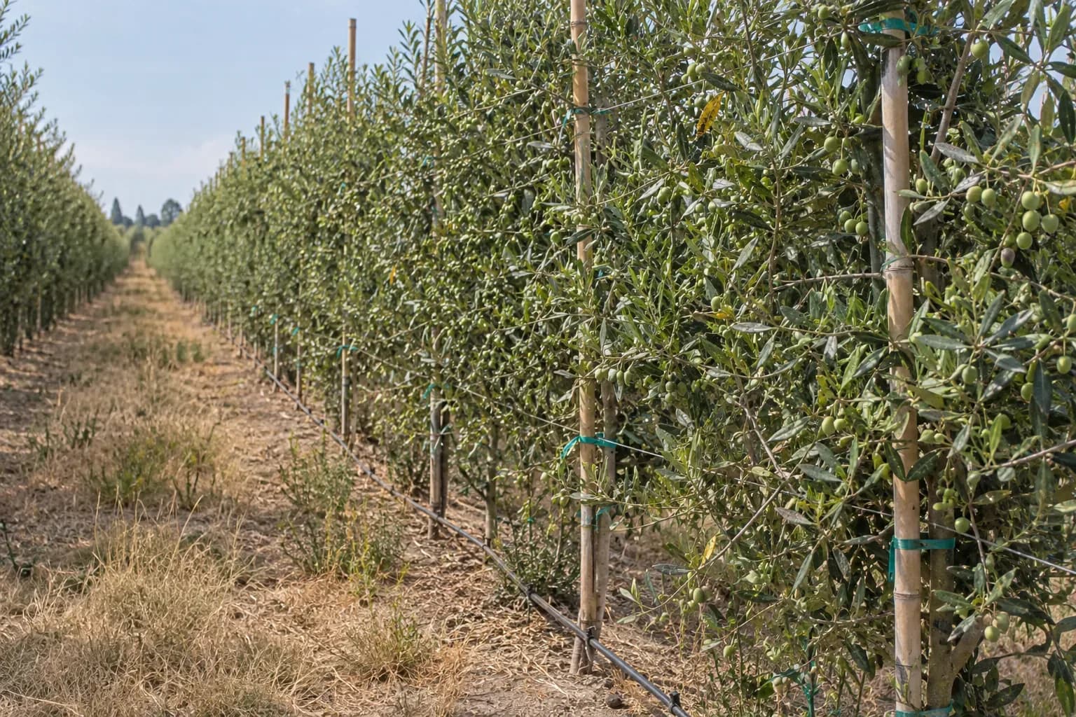 Olive trees trained as a hedgerow with an irrigation line running along the orchard row