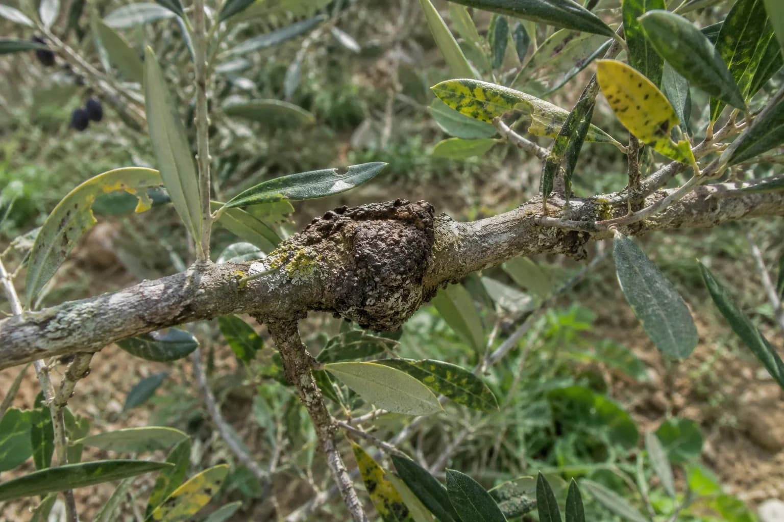 A rough dark gall swelling on an olive branch with lichen and some spotted, yellowing leaves