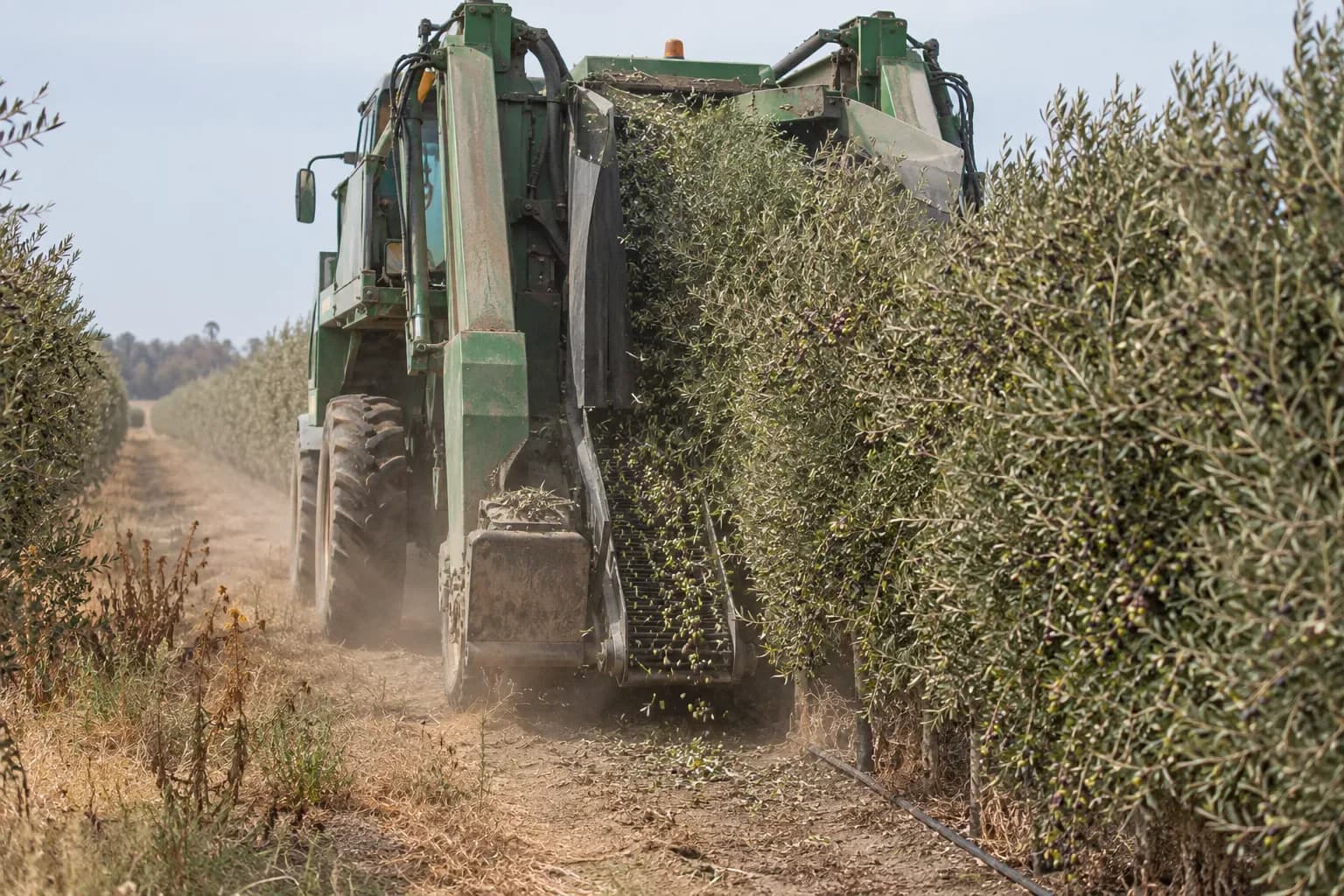 A green over-the-row harvester passing a tall olive hedgerow with olives falling onto its conveyor and dust behind