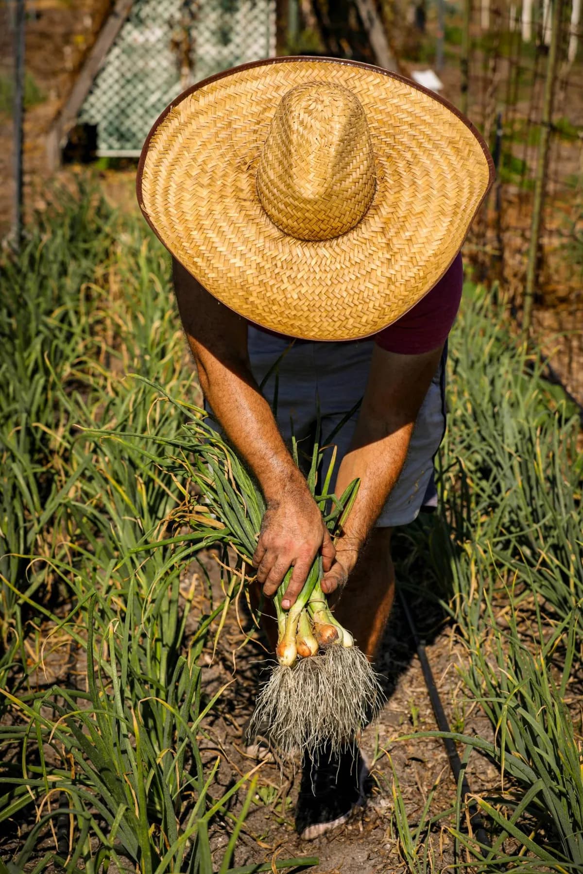 A grower in a wide straw hat holding a bunch of pulled green onions with small bulbs and roots between two rows of onions