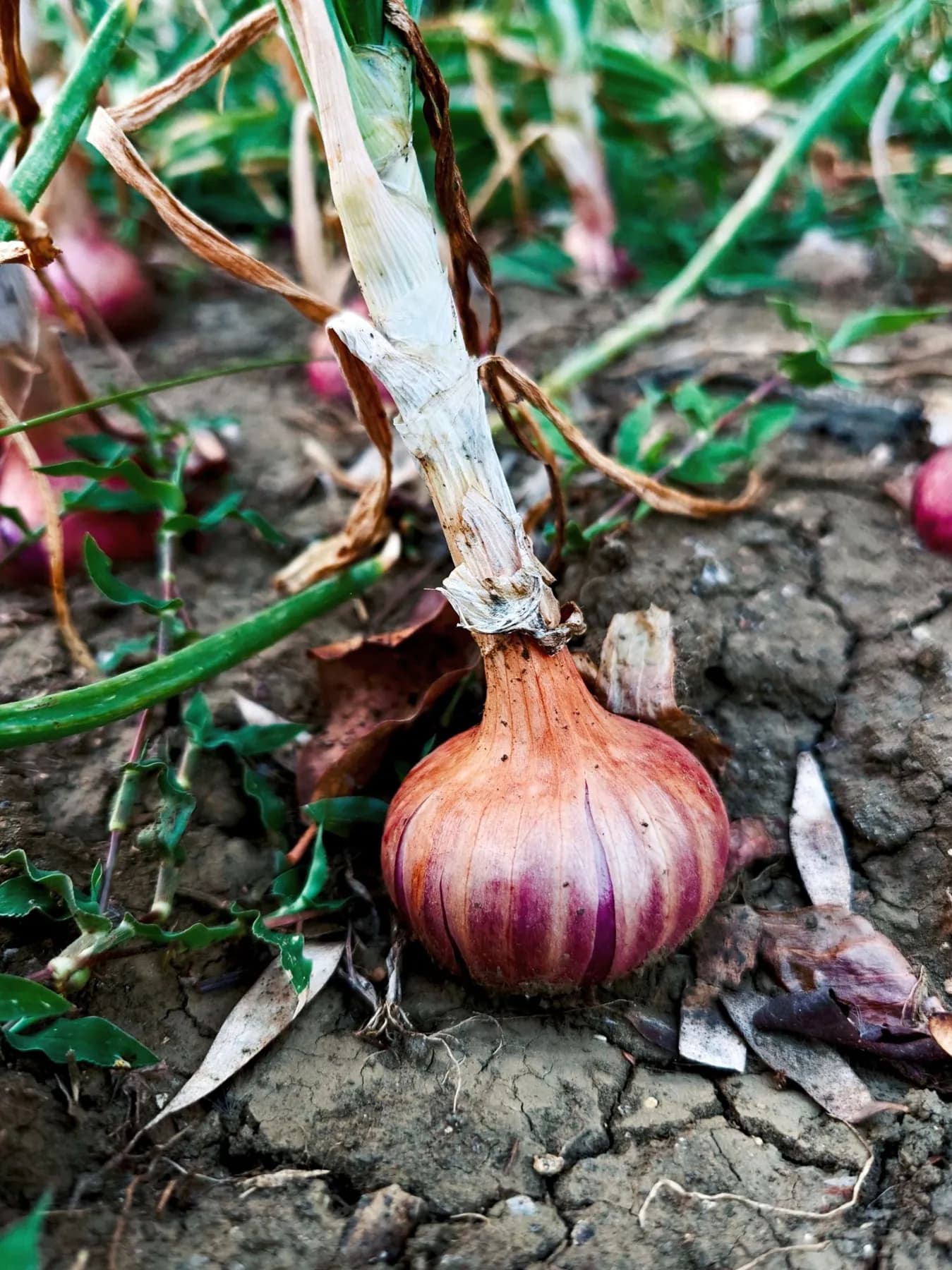A red bulb onion on cracked soil with a dried, papery neck and withered leaves