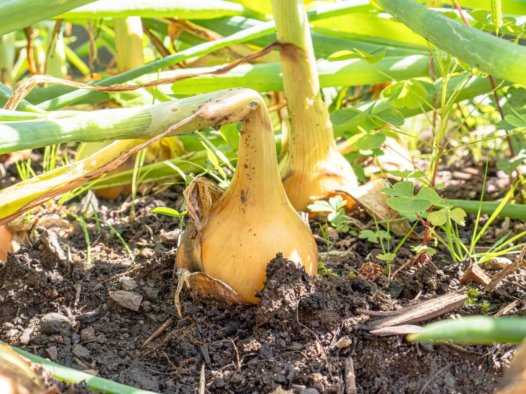 A yellow bulb onion sitting on top of the soil with its green top bent over at the neck